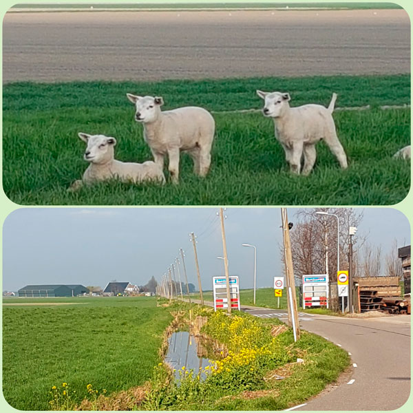 foto van lammetjes in de wei