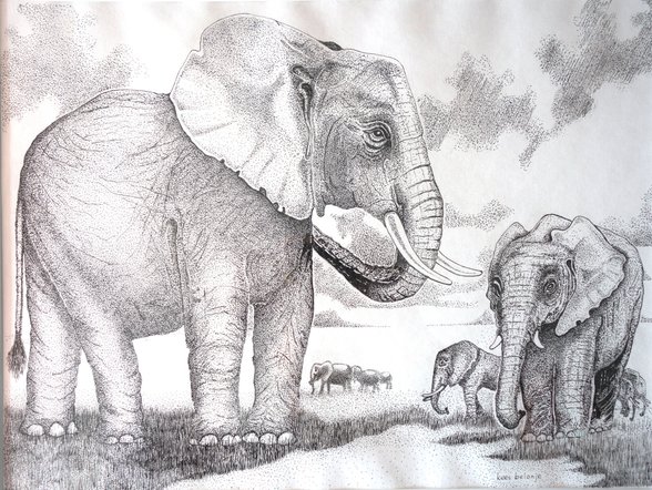 Pentekening door Kees Belogne van een olifant